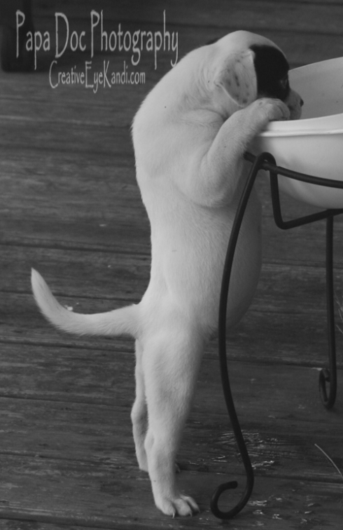 Puppy Photo Black and White